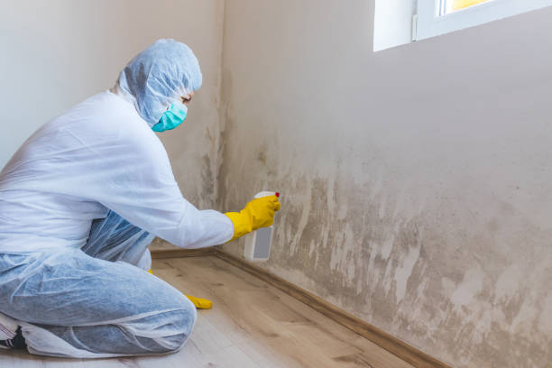 Licensed Black Mold Removal service in Miami, FL - WQB Mold Removal